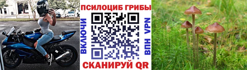 где купить наркоту  Чебоксары  Галлюциногенные грибы Psilocybine cubensis 